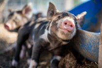 Brown, black and white piglets playing — Stock Photo