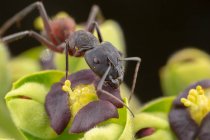 Grande formica camponotus cruentatus in posa in un ritratto di pianta verde — Foto stock