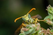 Macro shot of a grasshopper on a green leaf — Stock Photo