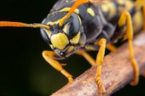 Nahaufnahme von Bug an wilder Natur im Hintergrund, Nahaufnahme — Stockfoto