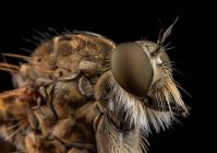 Close up de uma mosca em um fundo preto — Fotografia de Stock