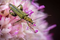 Schöne lila Blume und Käfer auf dem Hintergrund, Nahaufnahme — Stockfoto