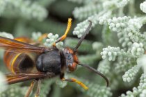 Vera vespa asiatica, chiamata anche Vespa velutina macro fotografia — Foto stock