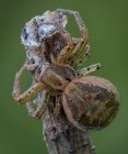 Xysticus araña cazador comer pequeño atrapado muerto abeja - foto de stock