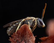 Muito pouca mosca da abelha halyctidae posando na flor marrom — Fotografia de Stock