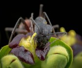 Große Camponotus cruentatus Ameise posiert auf einem grünen Pflanzenporträt — Stockfoto