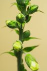 Close up de plantas verdes no fundo, close up — Fotografia de Stock