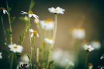 Makrofotografie von Schönheit Blumen — Stockfoto