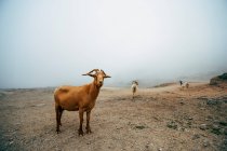 Стадо коз на горном пастбище на природном фоне — стоковое фото