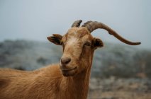 Goat in the mountains, fauna and nature — Stock Photo