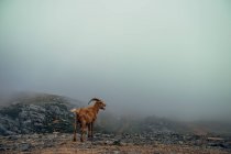 Chèvre dans les montagnes, la faune et la nature — Photo de stock