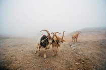 Manada de cabras en un pasto de montaña en el fondo de la naturaleza - foto de stock