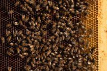Close-up em abelha de mel de enxame em colmeia de pente dourado — Fotografia de Stock