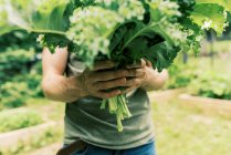 Чоловік тримає в руках букет капусти в овочевому саду — стокове фото