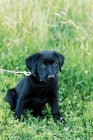 Portrait d'un adorable chien noir — Photo de stock