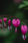 Close up of pink and white bleeding heart flowers in bloom. — Stock Photo