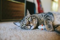 Niedliche kleine Katze schläft zu Hause, Nahaufnahme — Stockfoto