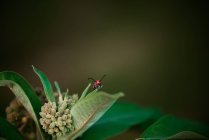 Blister beetle eating on a milkweed plant in a garden — Stock Photo