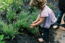 A little toddler girl smelling the lavender — Stock Photo