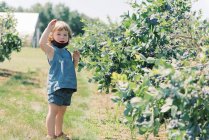 Bambino con la maschera giù in modo che possa mangiare mirtilli in una fattoria — Foto stock