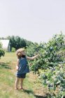 Kleinkind mit Daunenmaske, damit sie auf einem Bauernhof Blaubeeren essen kann — Stockfoto