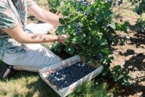 Picking blueberries at a farm — Stock Photo