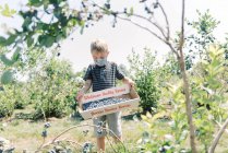Boy wearing a mask due to covid-19 while picking blueberries at a farm — Stock Photo