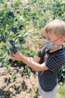 Junge trägt Maske wegen Covid-19 beim Blaubeerpflücken auf einem Bauernhof — Stockfoto