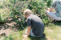 Petit garçon et père cueillant des bleuets dans une ferme sous le soleil brillant — Photo de stock