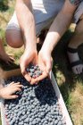 Young family picking blueberries at a farm in the bright sun — Stock Photo