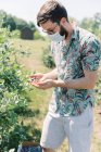 Man picking blueberries at a farm in the bright sun — Stock Photo