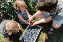 Jeune famille cueillette des bleuets dans une ferme au soleil éclatant — Photo de stock