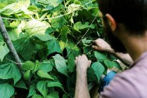 Cueillette de haricots verts dans le potager — Photo de stock