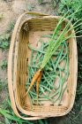 Picking green beans and carrots from the vegetable garden — Stock Photo