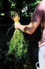 Un père rinçant les premières carottes d'essai du jardin — Photo de stock