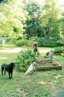 Pai e crianças colhendo feijão verde juntos da horta — Fotografia de Stock