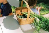 Une famille qui mange des carottes fraîchement cueillies dans le jardin — Photo de stock