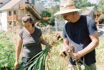 A couple harvesting their garlic together in their vegetable garden — Stock Photo