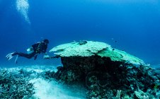Ныряльщик с аквалангом исследует пещеры Большого Барьерного рифа — стоковое фото