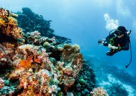 Ныряльщик с аквалангом исследует пещеры Большого Барьерного рифа — стоковое фото