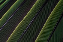 Una macro toma de plumas de perico verde y colorido, anatomía de aves - foto de stock