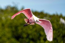 Roseate Spoonbill in flight near Tampa Florida — Stock Photo