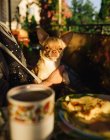 Chihuahua sitting at the table in the owner's arms — Stock Photo