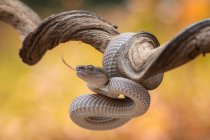Snake animal on the tree on nature background — Stock Photo