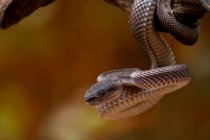 Snake animal on the tree on nature background — Stock Photo
