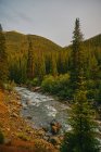 Beautiful small river in mountains.  Colorado — Stock Photo