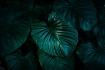 Тропические листья, летняя концепция, крупный план — стоковое фото