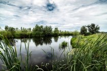 Летнее зеленое озеро с травой и голубым облачным небом — стоковое фото