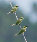Kolibris auf Naturhintergrund, Nahaufnahme — Stockfoto