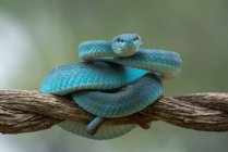 Un beau plan de serpent bleu sur fond de nature — Photo de stock